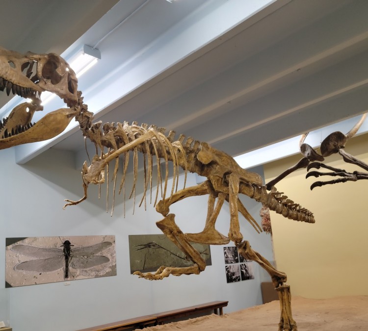 the-dinosaur-museum-photo
